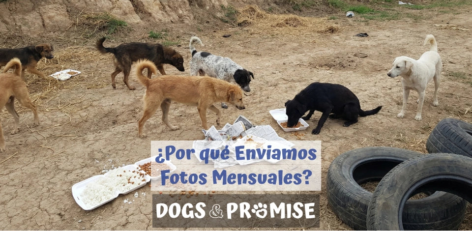 Por Qué Enviamos Fotos Mensuales